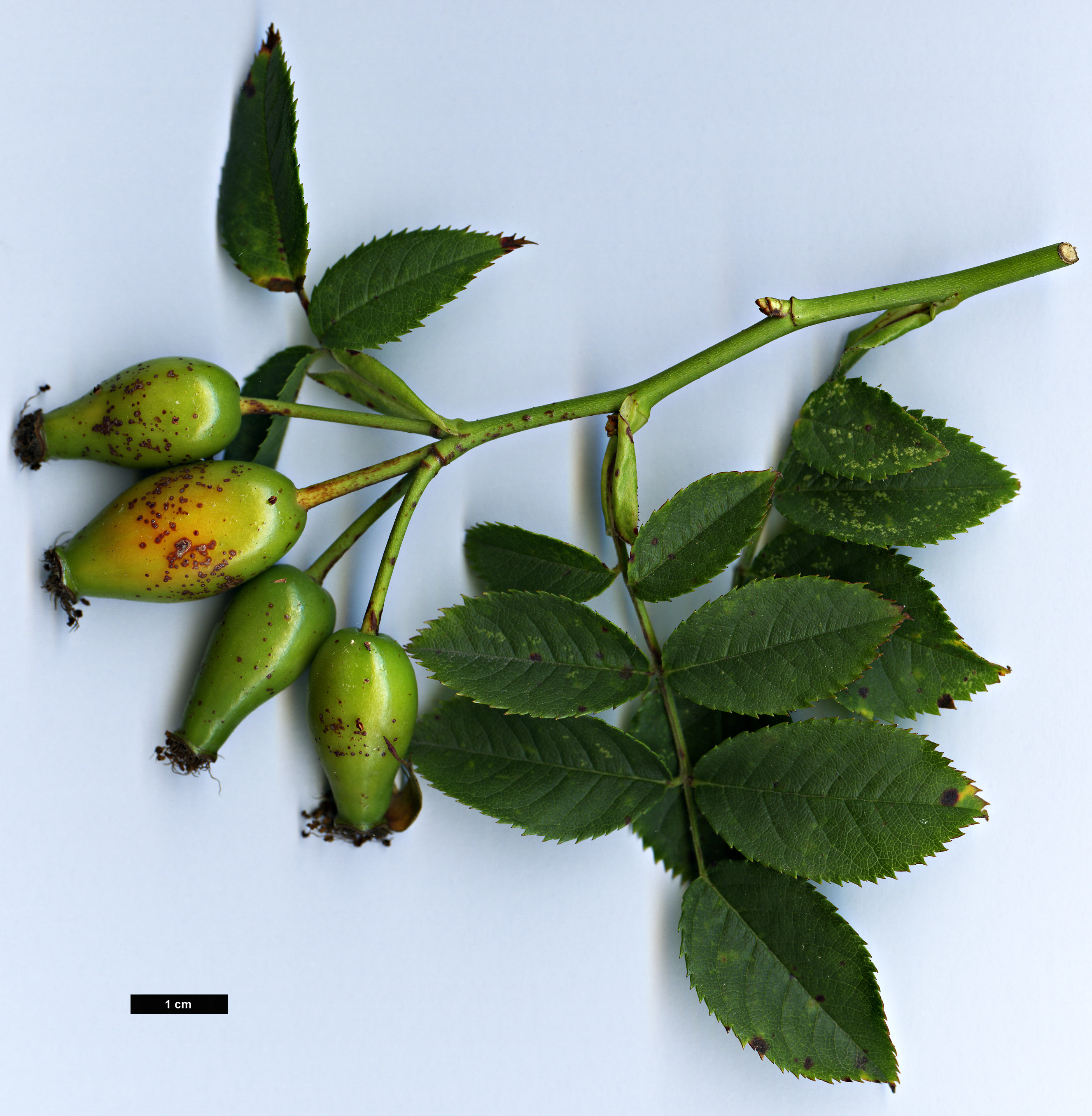 High resolution image: Family: Rosaceae - Genus: Rosa - Taxon: corymbifera
